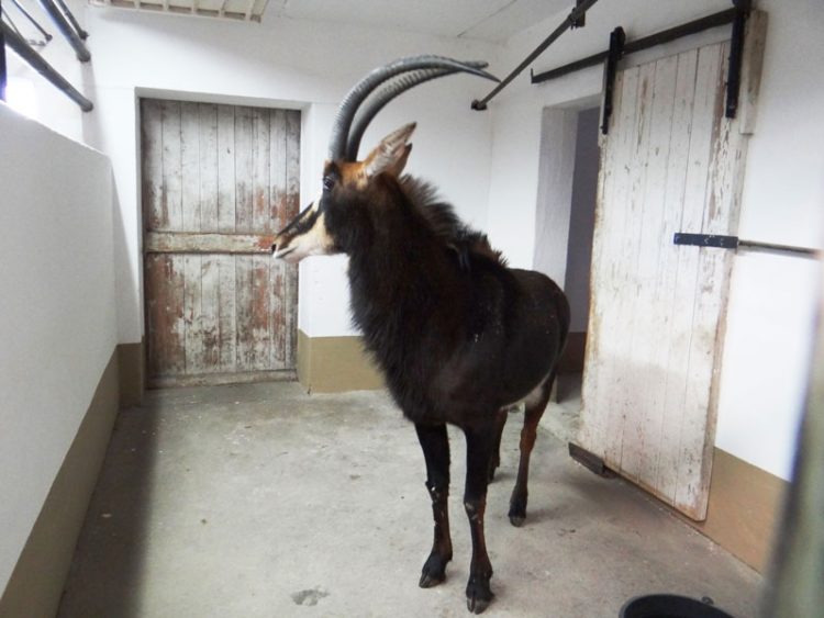 Foto: Zoo, Kultur und Bildung Hoyerswerda gGmbH