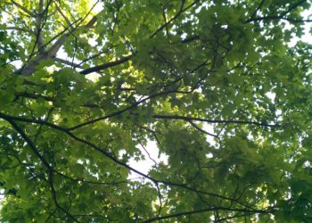 Foto: Sandra Mattner