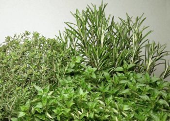 Wiki CC 3.0 Rainer Zenz