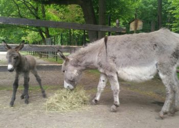 Foto: Stadt Finsterwalde