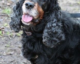 Tierschutzverein Cottbus e.V.