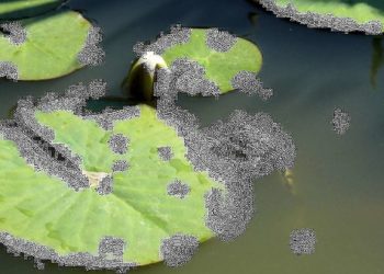 Pixabay CC0 gemeinfrei