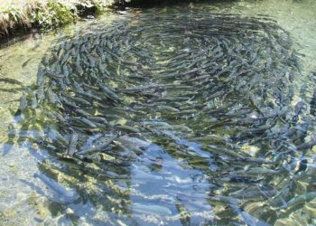 Pixabay CC0 gemeinfrei