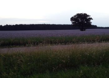 Foto: Sandra Mattner