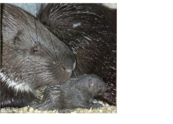 Foto: Zoo, Kultur und Bildung Hoyerswerda gGmbH