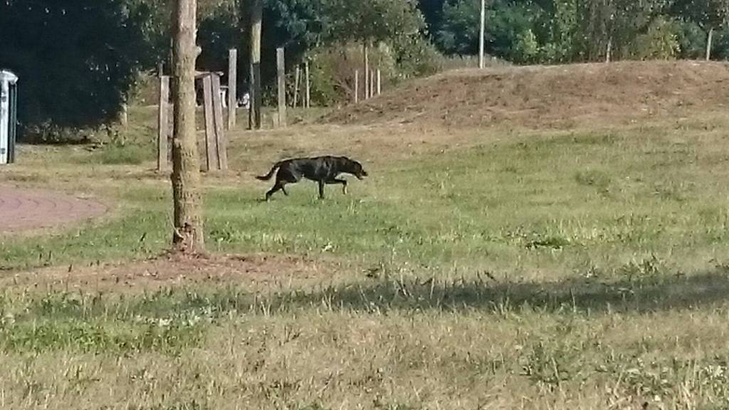 Die herrenlose Hündin auf dem Rastplatz Eichower Fließ/Dubje auf der A15 konnte gerettet werden