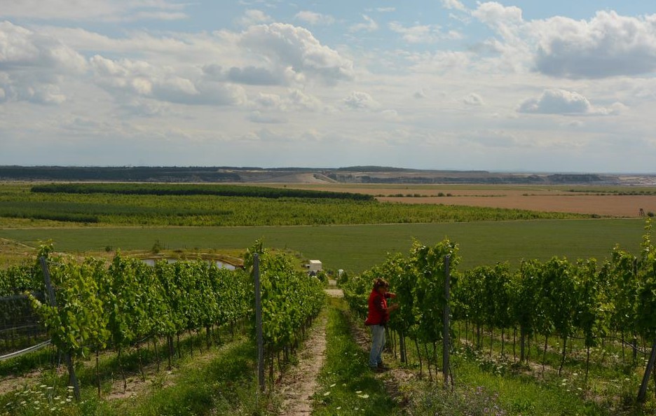 Wolkenberg Weinberg bei Welzow