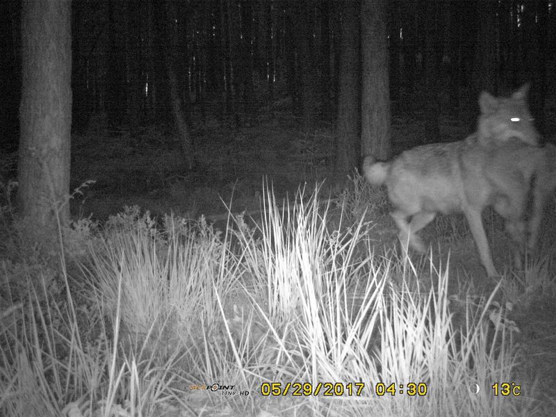 Wolfsfaehe in der Dahlener Heide; Foto: SBS Forstbezirk Taura 1