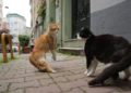 04Kedi_Von_Katzen_und_Menschen C Weltkino