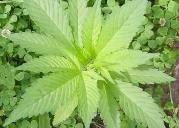 Foto: Wikipedia, CC-Lizenz, Urheber: Hendrike