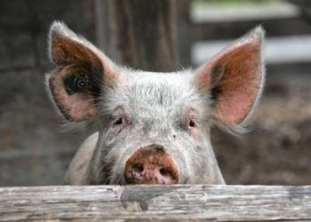 Markus Walti_pixelio.de