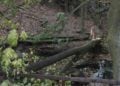 Sturmschäden werden beseitigt. Viele Wege im Branitzer Park gesperrt