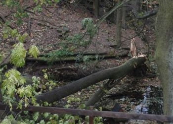 Sturmschäden werden beseitigt. Viele Wege im Branitzer Park gesperrt