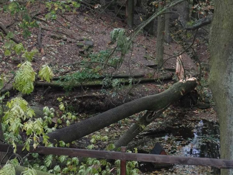 Sturmschäden werden beseitigt. Viele Wege im Branitzer Park gesperrt