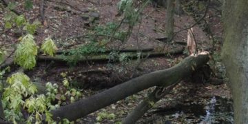 Sturmschäden im Wald
