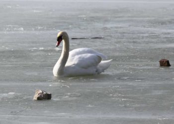 Schwan auf Eisdecke