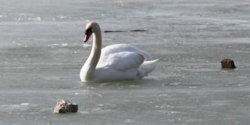 Schwan auf Eisdecke