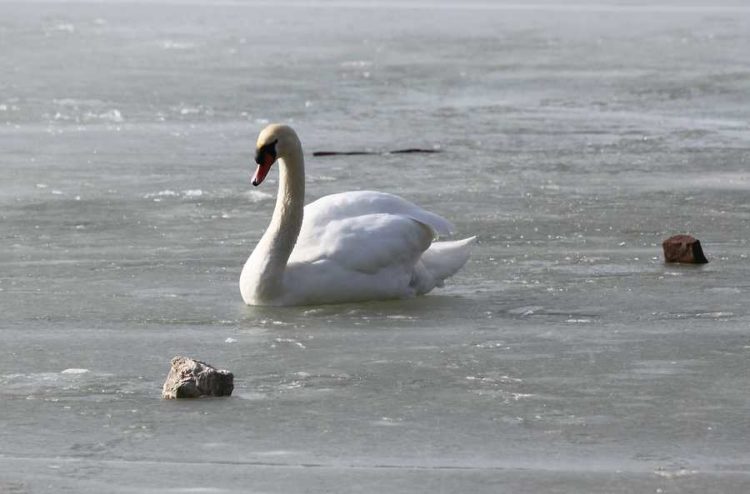 Schwan auf Eisdecke