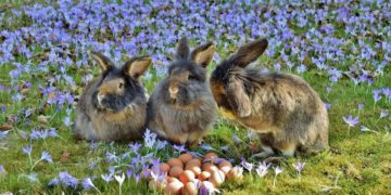 Kaninchen