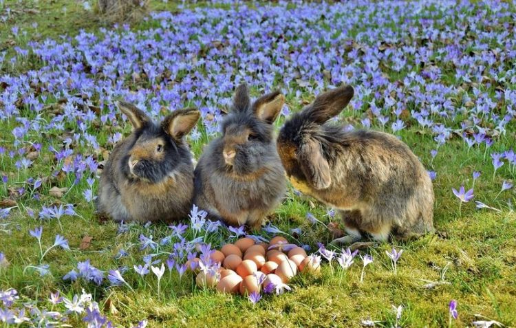 Kaninchen