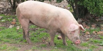 Schwein