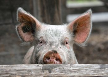 pixelio.de Markus Walti