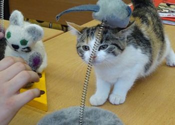 Tierhilfeverein Südbrandenburg e.V.