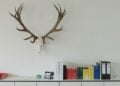 11Auf der Jagd-Wem gehrt die NaturBROADVIEW Pictures