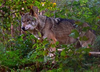 Rudolpho Duba, www.pixelio.de