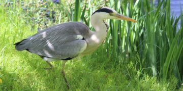 Zoo Hoyerswerda