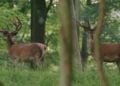 Auf der Jagd-Wem gehrt die NaturBROADVIEW Pictures
