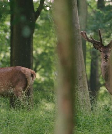 Auf der Jagd-Wem gehrt die NaturBROADVIEW Pictures