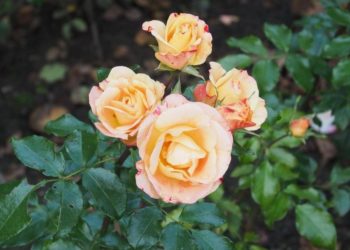 Fast 11.000 Besucher bei den Forster Rosengartenfesttagen 2018