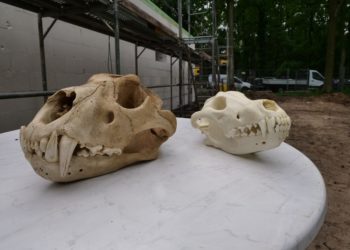Tiger- und Wolfsschädel in der Zooschule Cottbus