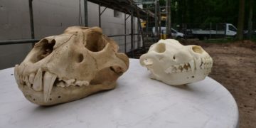 Tiger- und Wolfsschädel in der Zooschule Cottbus