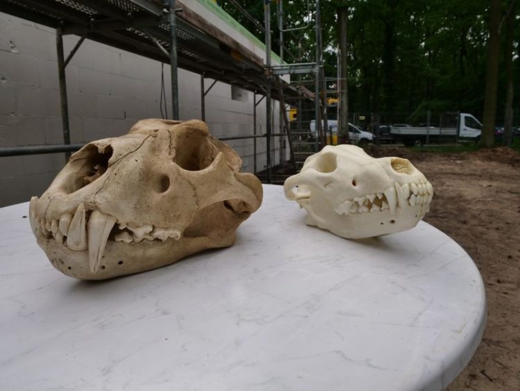 Tiger- und Wolfsschädel in der Zooschule Cottbus