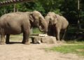 Elefanten im Cottbuser Tierpark