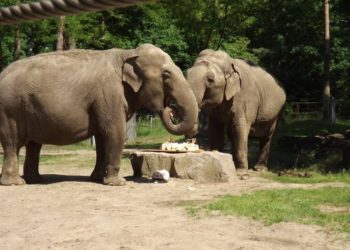 Elefanten im Cottbuser Tierpark