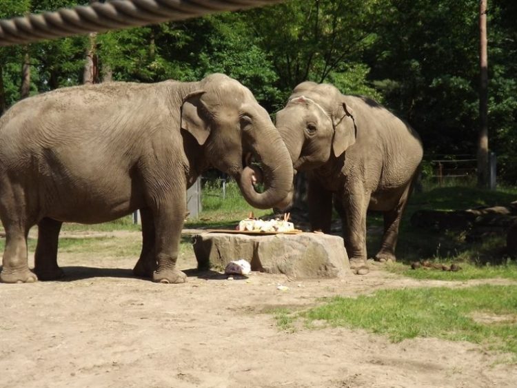 Elefanten im Cottbuser Tierpark