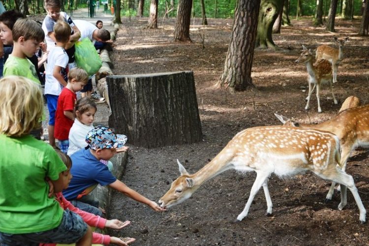 Tierparkfest in Finsterwalde