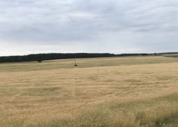 Bäcker warnt: "Extreme Trockenheit hat Auswirkungen für regionale Roggenernte"