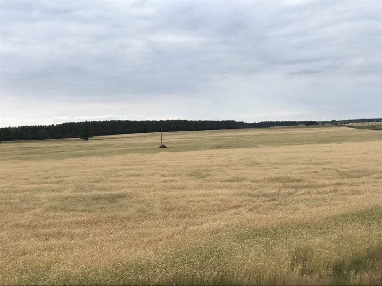 Bäcker warnt: "Extreme Trockenheit hat Auswirkungen für regionale Roggenernte"