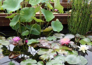 Seerosen, Lotos und „Kraniche“. Sommerausstellung im Lausitz Park Cottbus