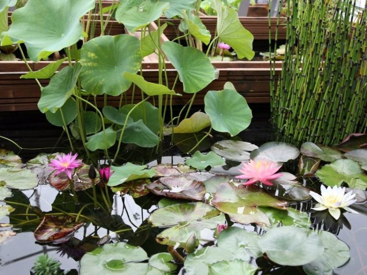 Seerosen, Lotos und „Kraniche“. Sommerausstellung im Lausitz Park Cottbus