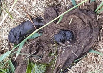 Elbe-Elster: Tote Katzenkinder in einem Sack im Wasser gefunden