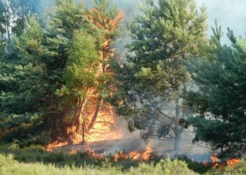 Waldbrand in Lieberose, Stiftung Naturlandschaften Brandenburg, Dr. Andreas Meißner.