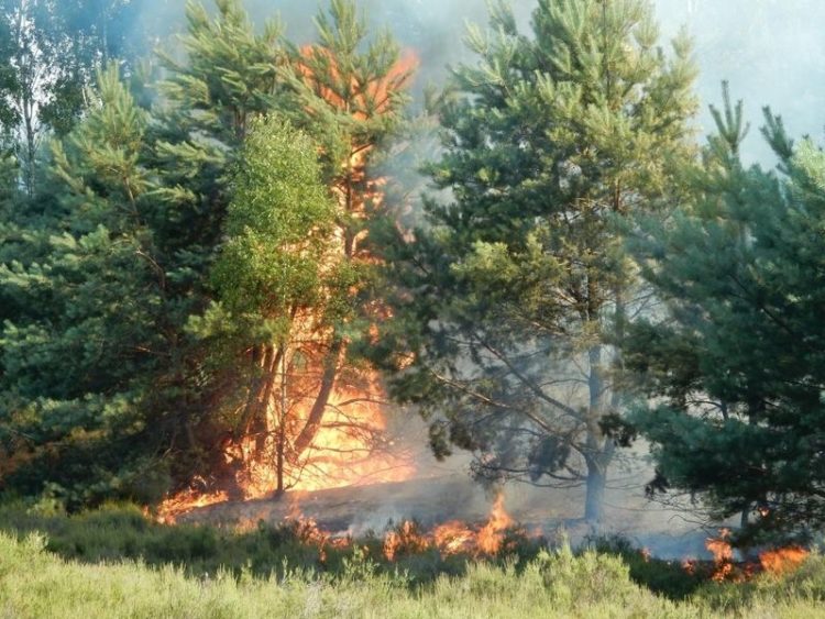 Waldbrand in Lieberose, Stiftung Naturlandschaften Brandenburg, Dr. Andreas Meißner.