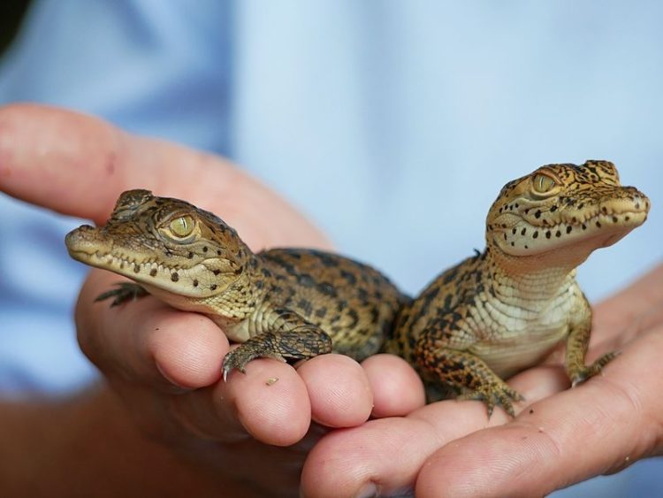 Erneut Mini-Krokodile im Zoo Hoyerswerda geschlüpft