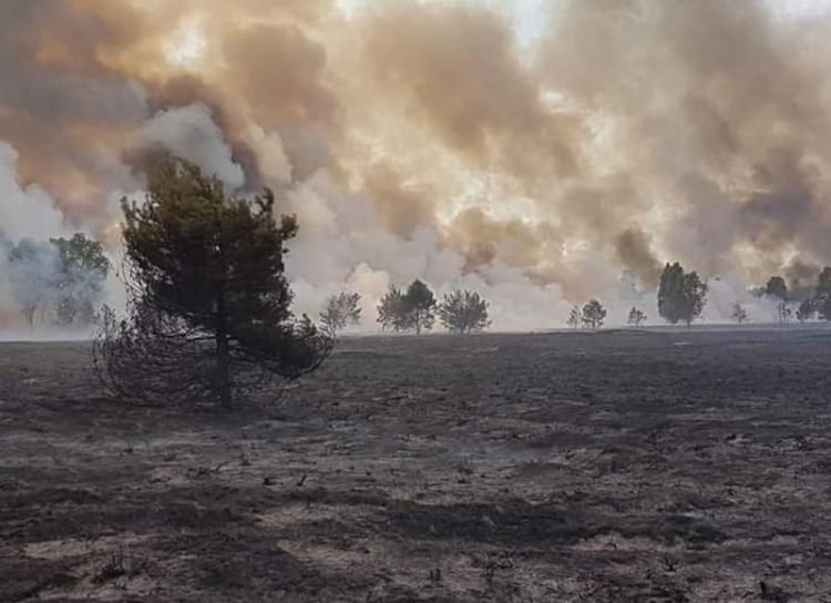Großbrand: Weitere Feuerwehren zur Lieberoser Heide unterwegs
