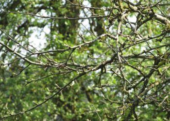 Forst warnt vor Gefahr durch unvorhersehbare Grünastabbrüche